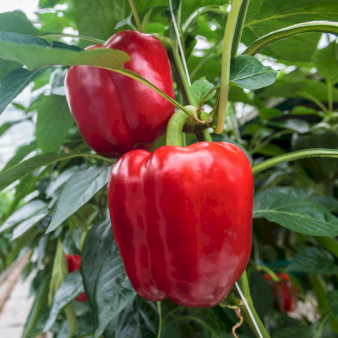 Se Øko Peberfrugt 'Quadrato D'Asti Rosso' ❤ Stort online udvalg i Plantetorvet ❤ Hurtig levering: 1 - 2 Hverdage samt billig fragt - Varenummer: PTT-96748 og barcode / Ean: på lager - Udsalg på Sød peber Spar op til 53% - Over 424 kendte brands på udsalg