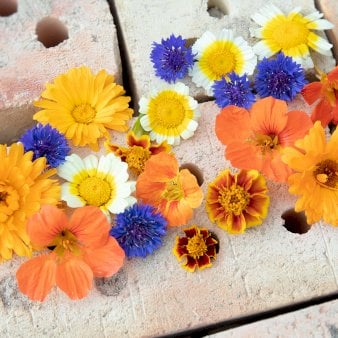 Se Øko Blomster 'Spiselige Blomster Mix' ❤ Stort online udvalg i Plantetorvet ❤ Hurtig levering: 1 - 2 Hverdage samt billig fragt - Varenummer: PTT-96761 og barcode / Ean: på lager - Udsalg på Blomsterblanding Spar op til 53% - Over 424 kendte brands på udsalg