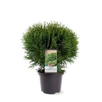 Se Thuja 'Tiny Tim' ❤ Stort online udvalg i Plantetorvet ❤ Hurtig levering: 1 - 2 Hverdage samt billig fragt - Varenummer: PTT-65201 og barcode / Ean: på lager - Udsalg på Nåletræer > Thuja Spar op til 55% - Over 454 design brands på udsalg