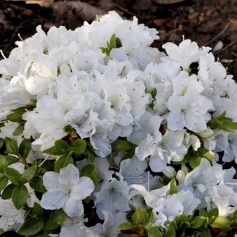 Se 'Panda' ❤ Stort online udvalg i Plantetorvet ❤ Hurtig levering: 1 - 2 Hverdage samt billig fragt - Varenummer: PTT-74521 og barcode / Ean: på lager - Udsalg på Rhododendron > Japanske Azalea Spar op til 64% - Over 350 kendte brands på udsalg