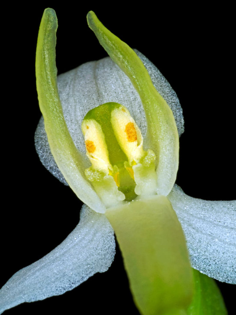 Se Platanthera Bifolia af Pauline Snoeijs ❤ Stort online udvalg i Pauline Snoeijs ❤ Hurtig levering: 1 - 2 Hverdage samt billig fragt ❤ Varenummer: ILL-14379 og barcode / Ean: på lager - Udsalg på Illux Art shop - Fotokunst - Pauline Snoeijs - Natur - Natur fotokunst - Blomster Spar op til 62% - Over 454 design brands på udsalg