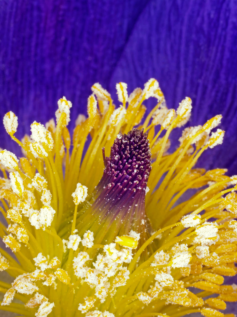 Se Pulsatilla Vulgaris af Pauline Snoeijs ❤ Stort online udvalg i Pauline Snoeijs ❤ Hurtig levering: 1 - 2 Hverdage samt billig fragt ❤ Varenummer: ILL-14370 og barcode / Ean: på lager - Udsalg på Illux Art shop - Fotokunst - Pauline Snoeijs - Natur - Natur fotokunst - Blomster Spar op til 52% - Over 454 design brands på udsalg