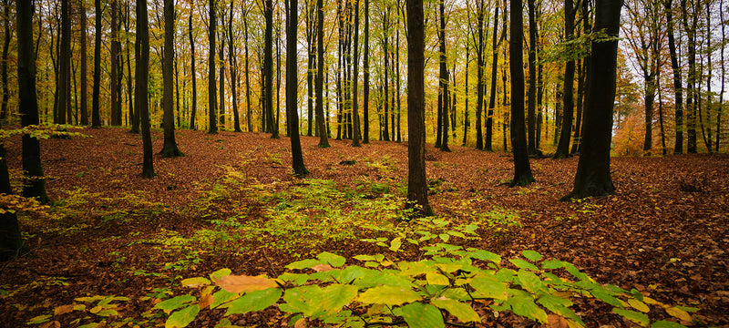 Se Road of leafs af Jakob Evers ❤ Stort online udvalg i Jakob Evers ❤ Hurtig levering: 1 - 2 Hverdage samt billig fragt ❤ Varenummer: ILL-14947 og barcode / Ean: på lager - Udsalg på Illux Art shop - Fotokunst - Jakob Evers - Natur - Natur fotokunst - Skov Spar op til 64% - Over 454 design mærker på udsalg