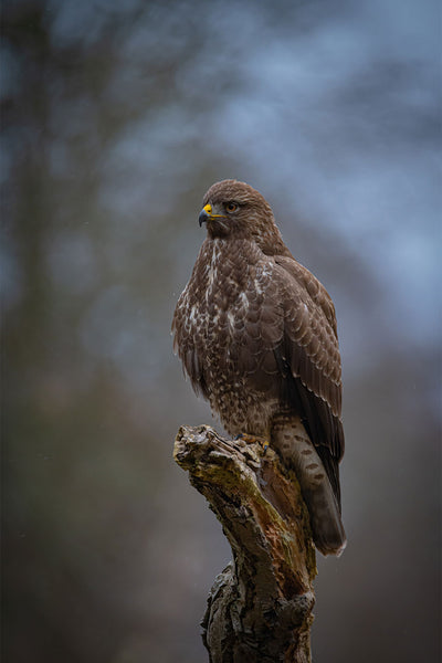 Se The buzzard af Daniel Faisst ✔ Kæmpe udvalg i  Daniel Faisst ✔ Hurtig levering: 1 - 2 Hverdage samt billig fragt - Varenummer: ILL-15281 og barcode / Ean:  på lager - Udsalg på Daniel Faisst Spar op til 66% - Over 1454 design mærker på udsalg