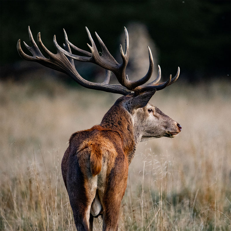 Se The king with his crown af Daniel Faisst ✔ Kæmpe udvalg i  Daniel Faisst ✔ Hurtig levering: 1 - 2 Hverdage samt billig fragt - Varenummer: ILL-15284 og barcode / Ean:  på lager - Udsalg på Daniel Faisst Spar op til 63% - Over 1454 design mærker på udsalg