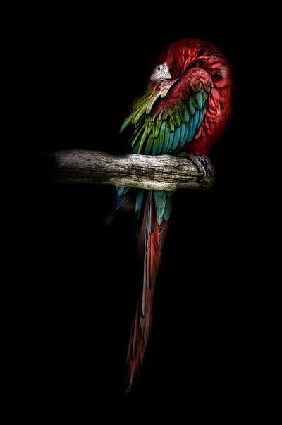 Se The Red Parrot af Gustavo Orensztajn ❤ Stort online udvalg i Gustavo Orensztajn ❤ Hurtig levering: 1 - 2 Hverdage samt billig fragt ❤ Varenummer: ILL-12956 og barcode / Ean: på lager - Udsalg på Illux Art shop - Fotokunst - Gustavo Orensztajn - Natur - Natur fotokunst - Dyr Spar op til 56% - Over 434 design brands på udsalg