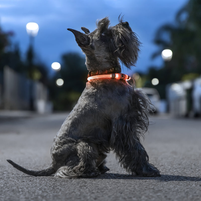 Se Petlux LED krave til hund / kæledyr ❤ Stort online udvalg i InnovaGoods ❤ Hurtig levering: 1 - 2 Hverdage samt billig fragt - Varenummer: CPD-NG33V0103458 og barcode / Ean: &