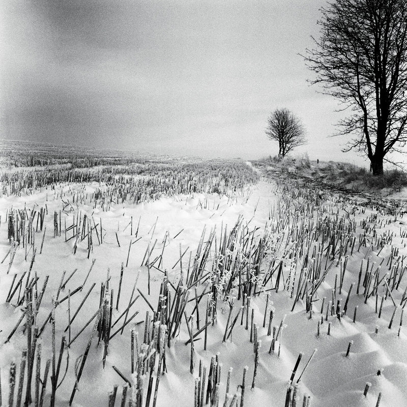 Se Vinter af Ida Schmidt ❤ Stort online udvalg i Ida Schmidt ❤ Hurtig levering: 1 - 2 Hverdage samt billig fragt ❤ Varenummer: ILL-10834 og barcode / Ean: på lager - Udsalg på Illux Art shop - Fotokunst - Ida Schmidt Spar op til 57% - Over 434 design brands på udsalg